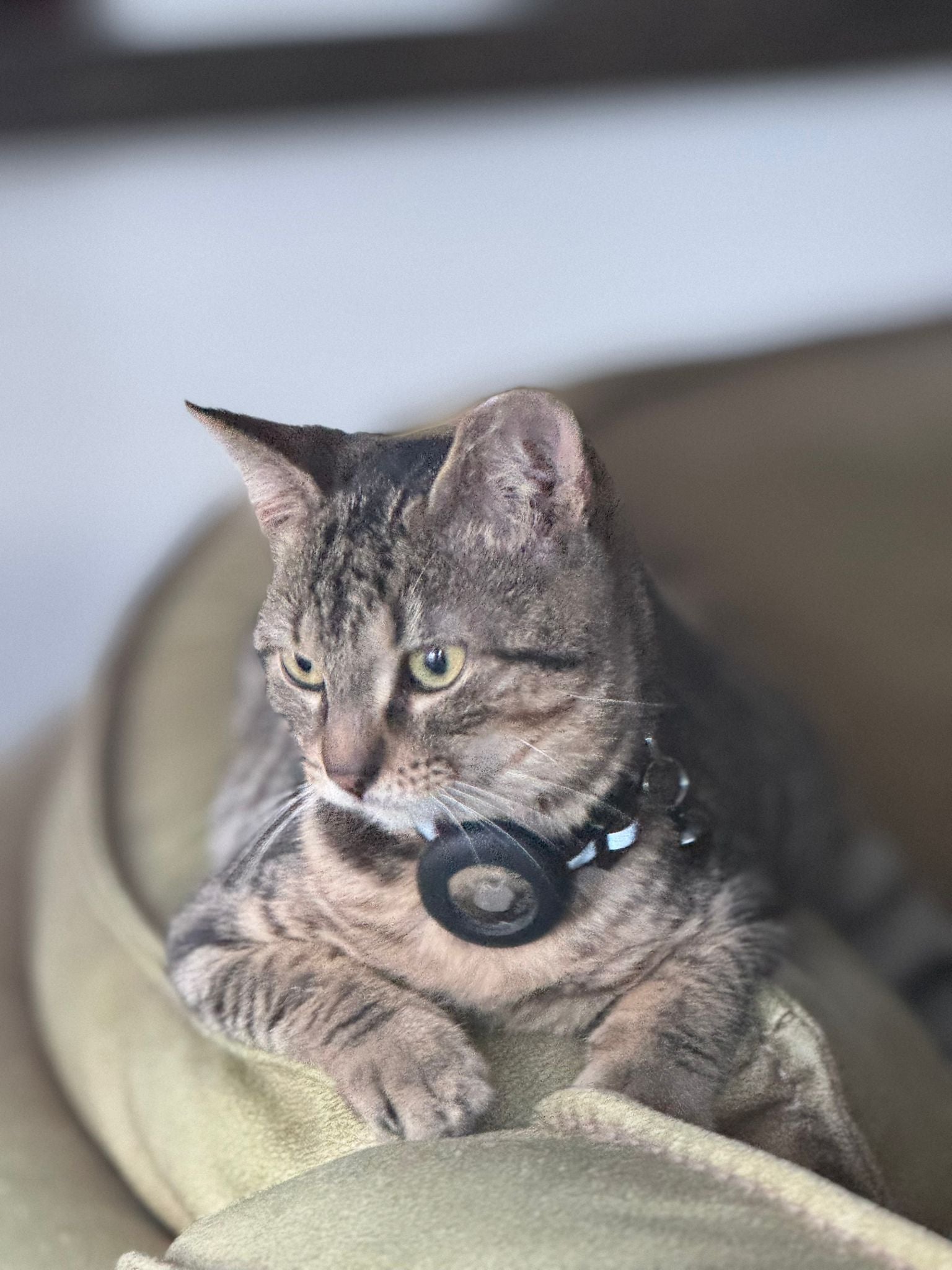 Original cat photograph before Pixxeleate styling