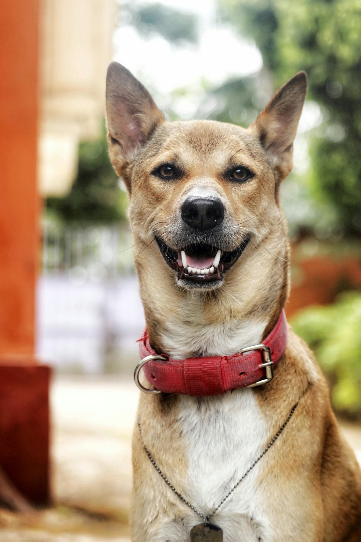 Dog portrait source photo for pet canvas inspiration